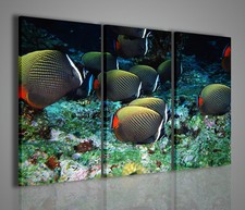 QUADRI MODERNI TROPICAL FISH QUADRO MODERNO PESCI ACQUARIO ARREDAMENTO CASA 