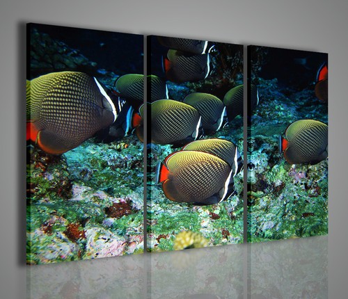Quadri moderni tropical fish - quadri,