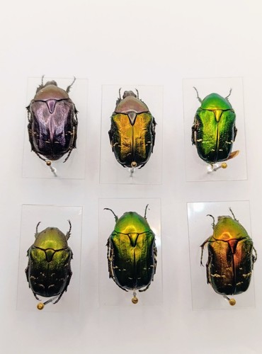 Entomology taxidermy cetonia - entomology, :