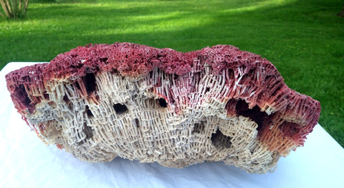 Enorme organo pipa corallo - organo,