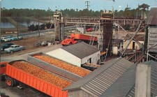 Postcard 1920s Citrus