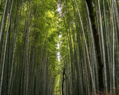 Bambu gigante dendrocalamus - gigante,