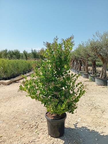 Ligustrum texanum cesp - texanum, cesp.40