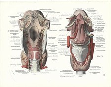 Stampa antica ANATOMIA