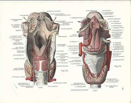 Stampa antica anatomia - antica,
