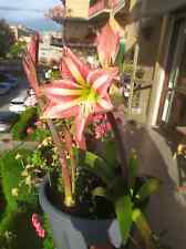 1 Bulbo AMARYLLIS fiore come in foto, con radici Piante da Fiore per Balcone