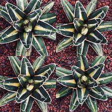 Agave victoriae-reginae INDONESIAN GOLD 3cm THIN mediopicta variegated