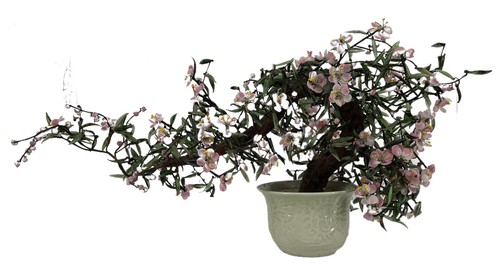 Enorme albero bonsai ciliegio