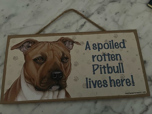 Pitbull marcio viziato vive - viziato,