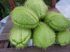 10 Pezzi Zucca Spinosa da