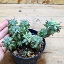 Euphorbia horrida mostruosa - Euphorbia Mostruosa Spinosa - Pianta Rara Ø10cm