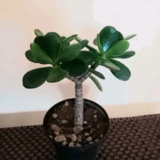 CRASSULA OVATA altezza 16 cm 