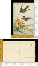 V01133] ILLUSTRATORE CATHERINE KLEIN - COPPIA UCCELLI COLIBRI
