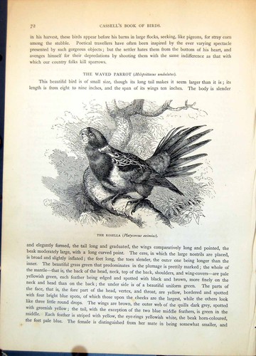 Stampa antica rosella - stampa,