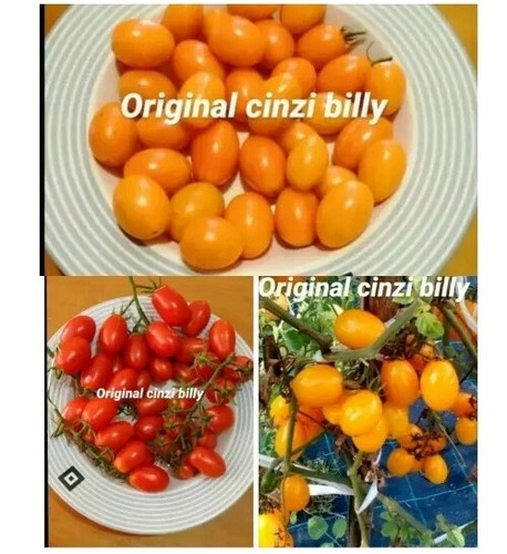 Semi pomodoro datterino - 75,