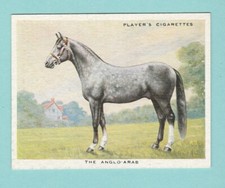 Types horses john player - horses,