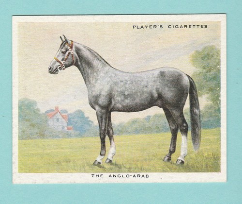 Types horses john - -, player