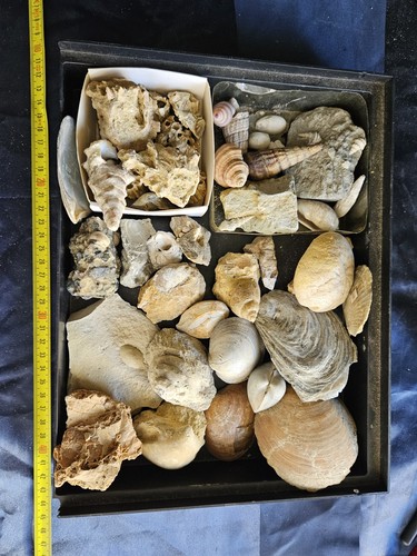 Lotto bivalve gasteropodi - lotto, e