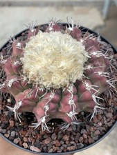 Fuzzy discocactus i - fuzzy, |