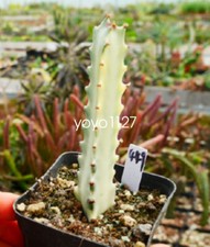 3pcs euphorbia trigona bianco - 3pcs,