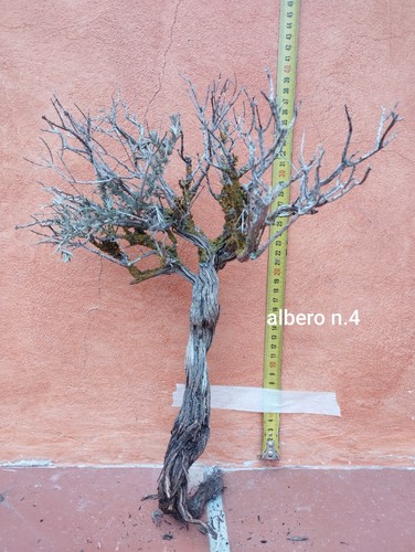 Alberelli timo per diorami - alberelli,