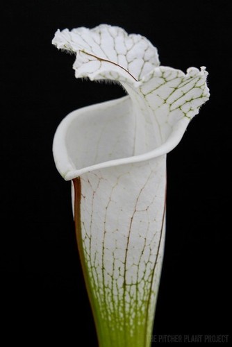 Sarracenia leucophylla