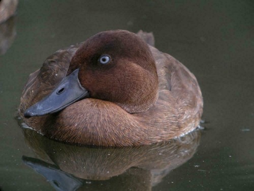 Poster lucido anatra pochard - poster,