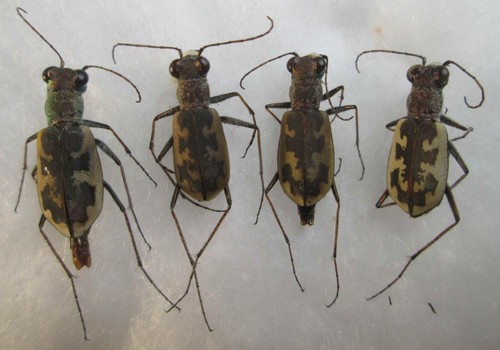 Cicindela chiloleuca