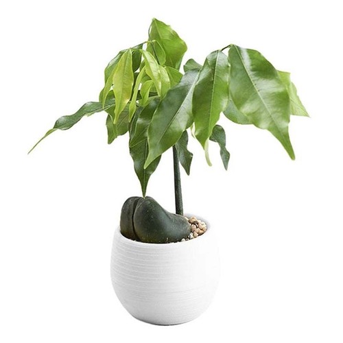 Vendita vasi fiori decorazione - vendita,