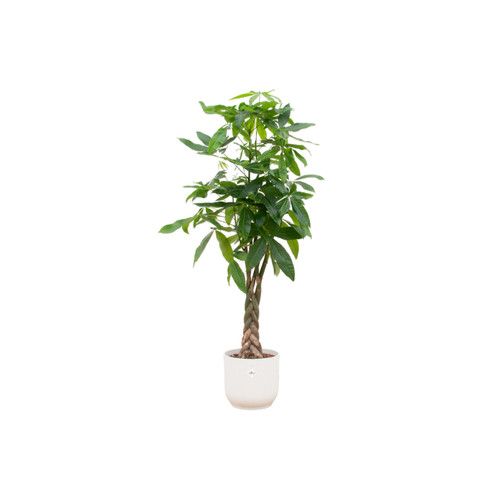 Pachira aquatica con tronco