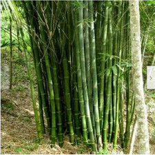 25 semi Calcutta bambù Dendrocalamus Strictus + regalo 