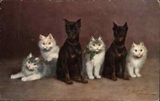 A/s Doberman Pinscher cucciolo