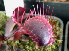 Dionea Green Dragon – 10