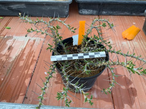 664 sarcocaulon camdeboensis - 664,