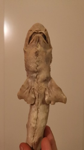 Squalo imbalsamato tassidermia