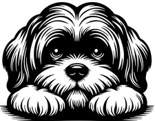 Adesivo LHASA APSO - adesivo auto - sticker - testa LHASA APSO #68