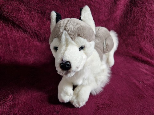 Prima classique husky - prima, cucciolo