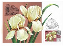 Bandiera Bianca Iris Iris