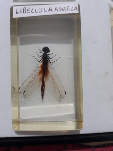 Libellula asiatica - libellula,