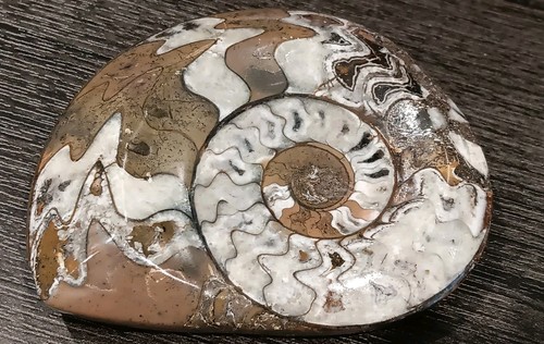 Goniatite ammonite fossile - goniatite,