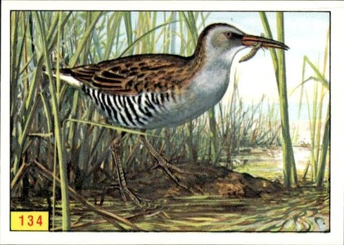 Figurina uccelli panini - figurina, ed.panini