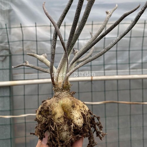 Astrophytum