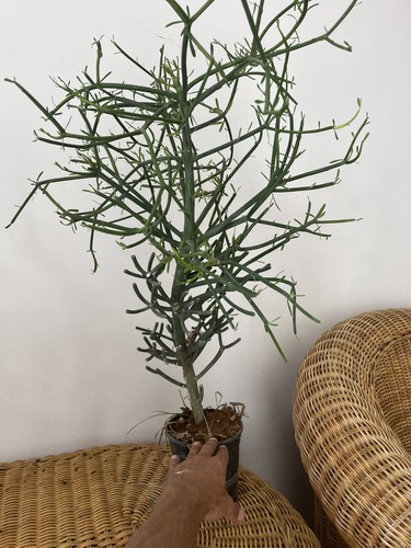 Euphorbia tirucalli albero - tirucalli, ,