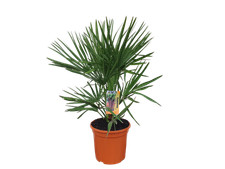 Palma da esterno Chamerops