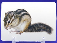 Carta Scoiattolo/Animali