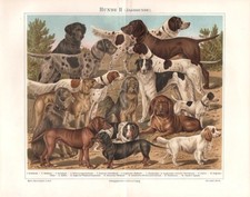 CANI II cani da caccia