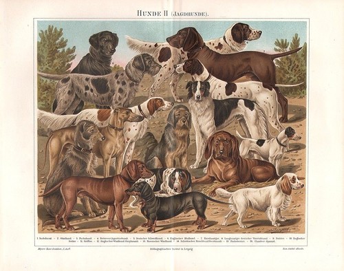 Cani caccia - cani,