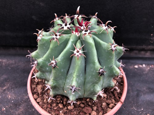 Ferocactus herrerae - ferocactus, f