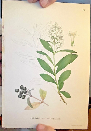 Stampa botanica originale