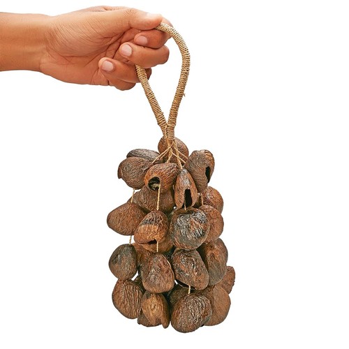 Sonaglio pangi seed - pangi, shell
